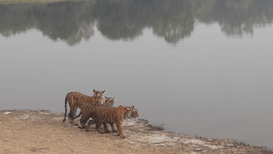 From Jaipur: Ranthambore Tiger Safari Overnight Tour - Flora and Fauna Observation