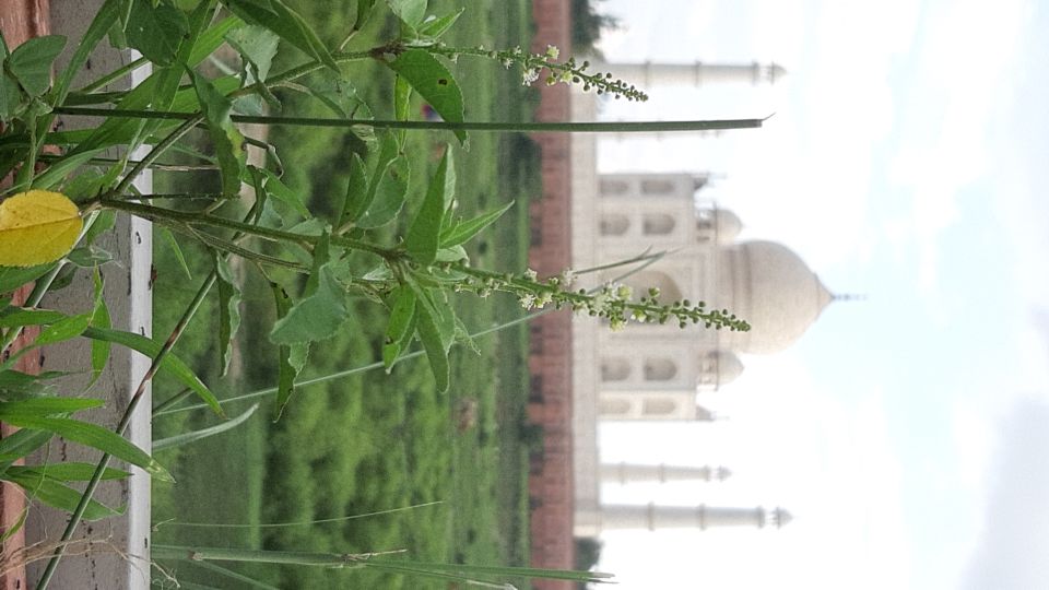 From Jaipur: Taj Mahal Sunrise and Agra Fort Private Trip - Reviews