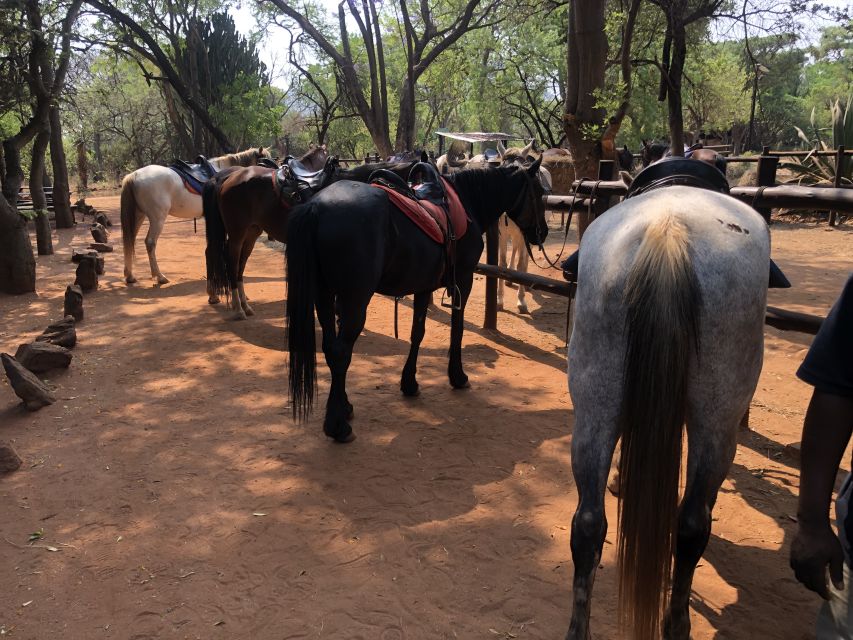 From Johannesburg: Horse-Riding Safari and Cable Car Tour - Location Information