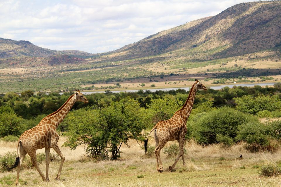 From Johannesburg: Pilanesberg Nature Reserve Game Safari - Lunch With a View in the Reserve