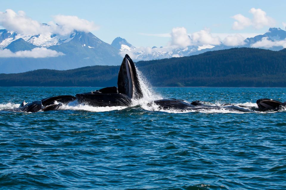 From Juneau: Whale Watching Cruise With Snacks - Review Summary