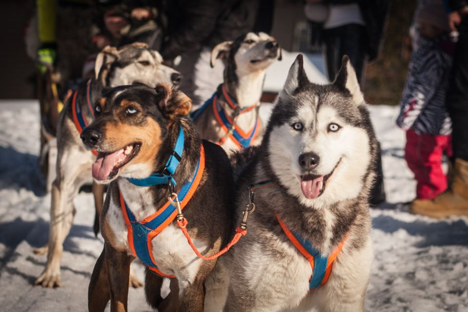 From Krakow: Dogsled Ride in Tatra Mountain - Inclusions
