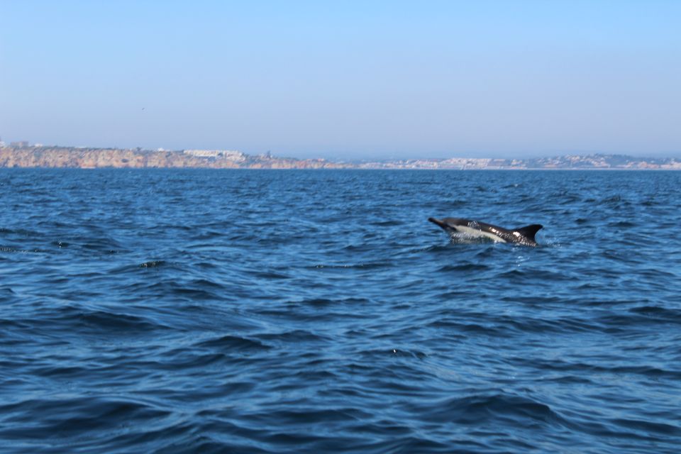 From Lagos: Dolphin Watching Boat Trip - Location and Logistics