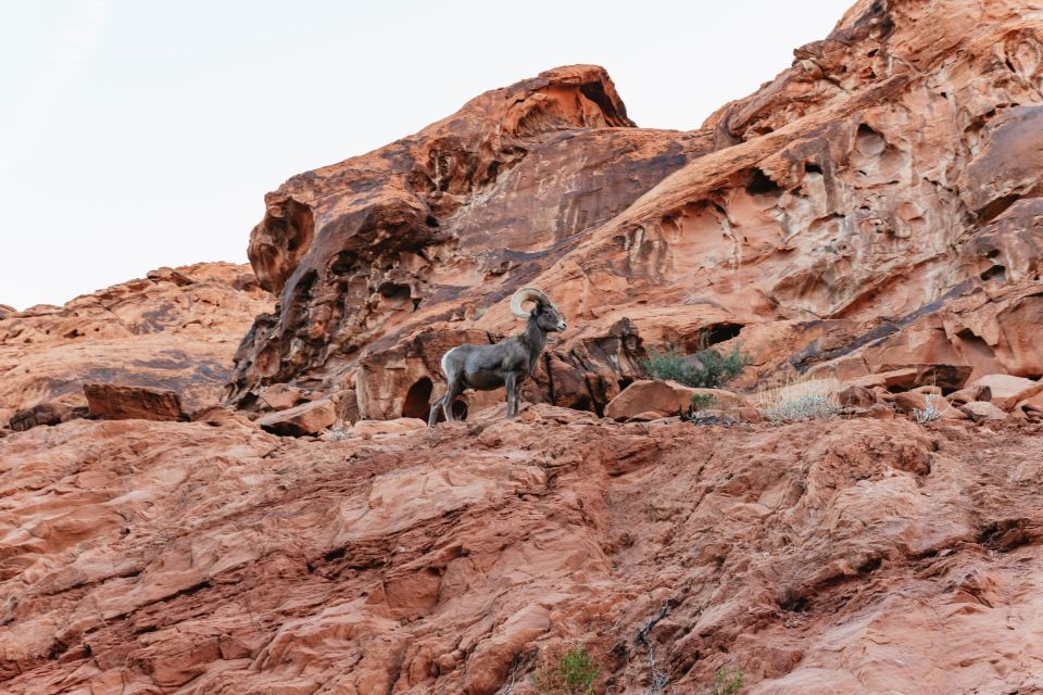 From Las Vegas: Explore the Valley of Fire on a Guided Hike - Customer Experience