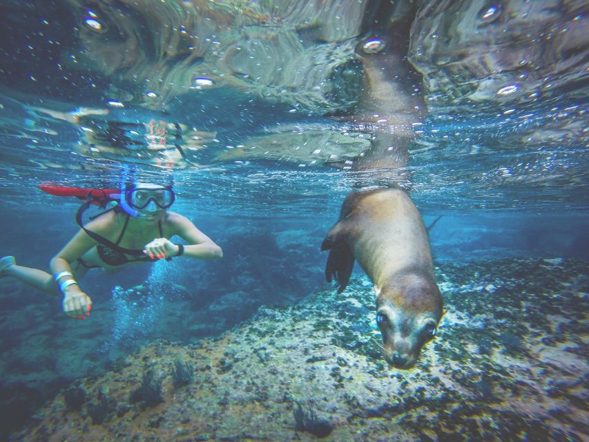 From Los Cabos: La Paz Snorkel and Sea Lion Adventure - Location Details