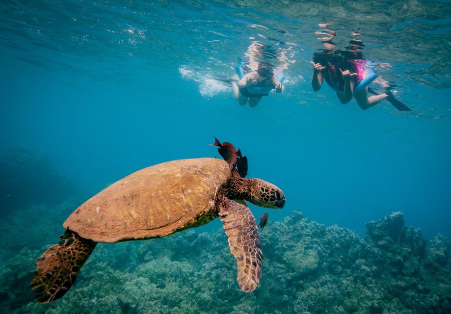 From Maalaea: Half-Day Snorkel & Whale Watching Excursion - Tour Details