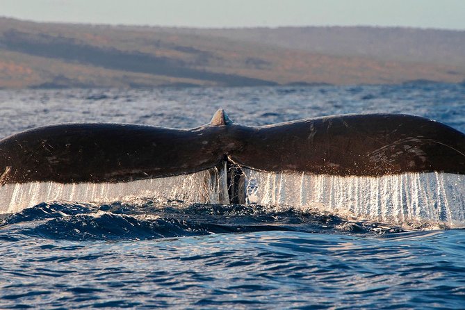 From Maalaea Harbor: Whale Watching Tours Aboard the Quicksilver - Crew and Knowledge