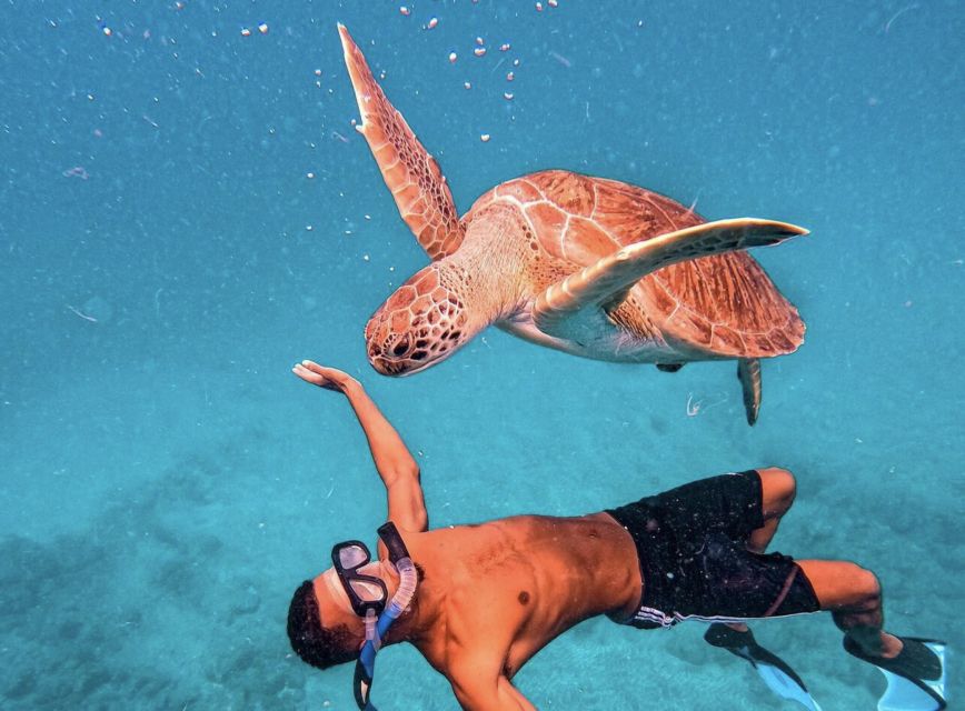 From Mindelo: São Vicente's Enchanting Sea Turtle Snorkeling - Value for Money