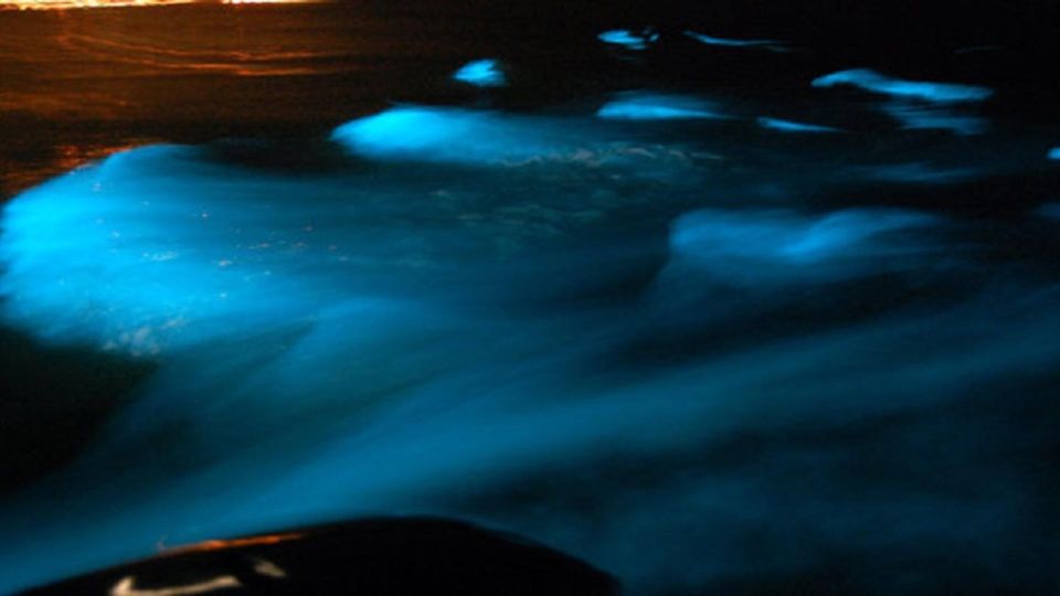 From Montego Bay: Luminous Lagoon Nighttime Boat Tour - Activity Experience