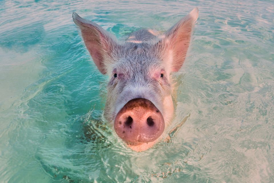 From Nassau: Exuma Swimming Pigs, Sharks and More - Experience Highlights