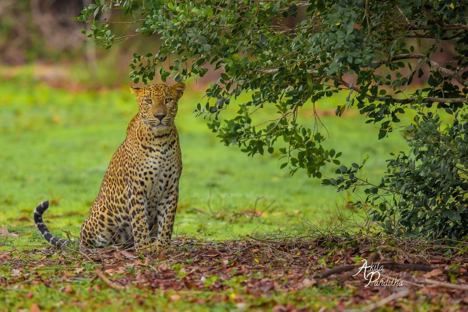 From Negombo: Wilpattu National Park Safari Tour - Wilpattu Safari Adventure