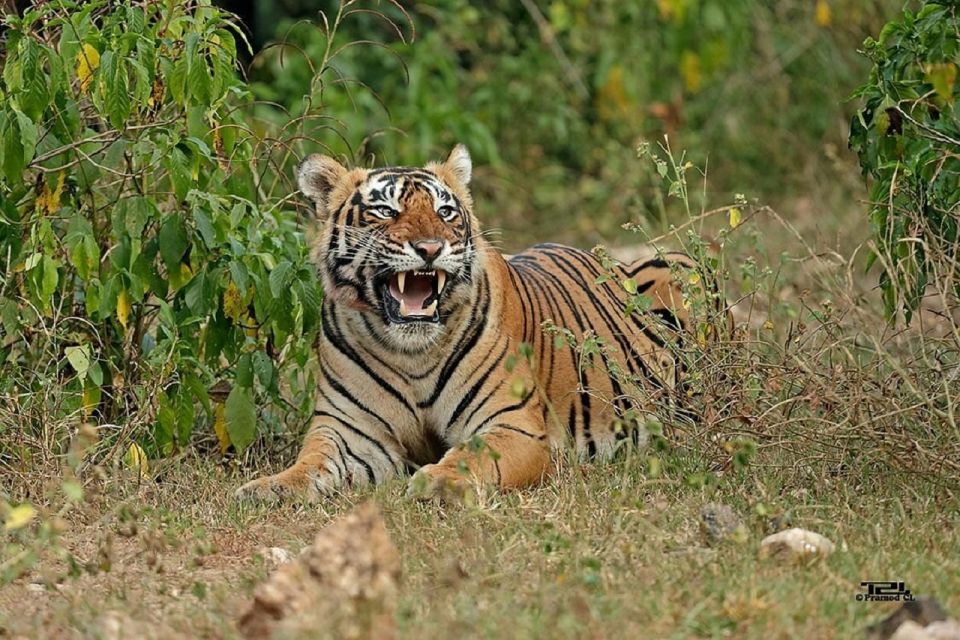 From New Delhi: 3-Day Sariska Tiger Reserve Private Tour - Day 2 Itinerary