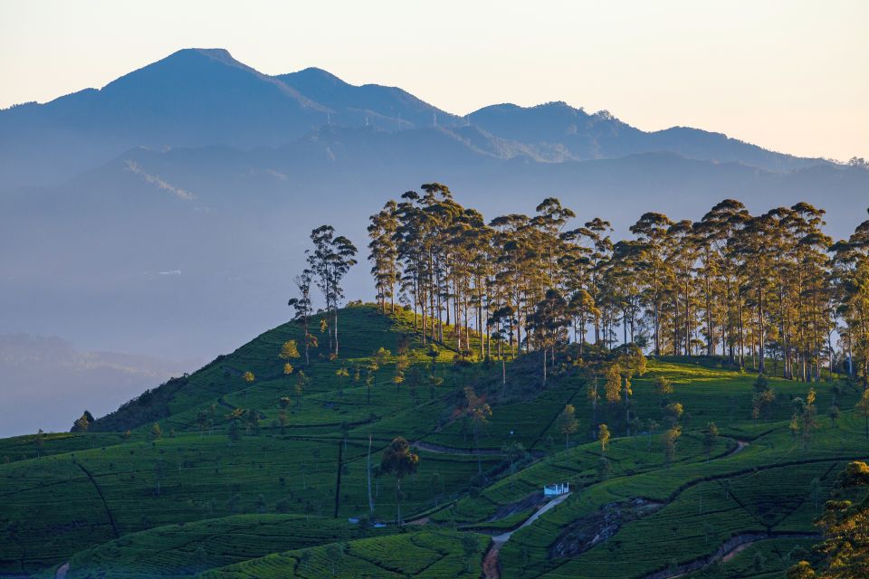 From Nuwara Eliya: Haputale Highlands Private Day Tour - Last Words