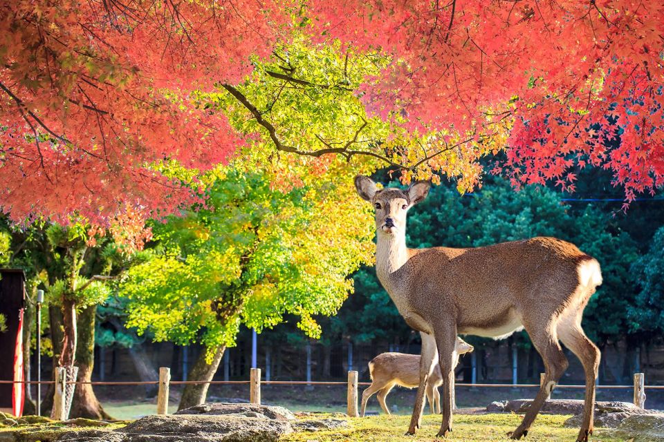 From Osaka: 10-hour Private Customized Tour to Nara - Tour Departure and Duration