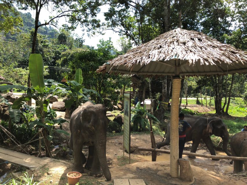 From Phuket & Khao Lak: Elephant Care With Waterfall Visit - Customer Reviews