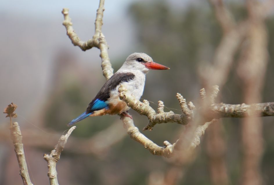 From Praia: Santiago Island Highlights Tour - Additional Information