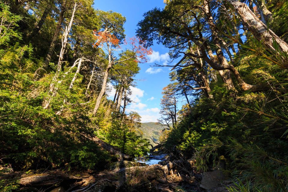 From Pucón: Huerquehue National Park Hiking Tour - Last Words