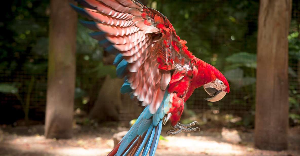 From Puerto Iguazú: Brazilian Bird Park Tour With Tickets - Transportation and Group Size