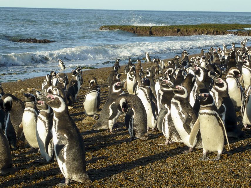 From Puerto Madryn: Penguin Tour & Península Valdés Day Trip - Payment Options & Pricing