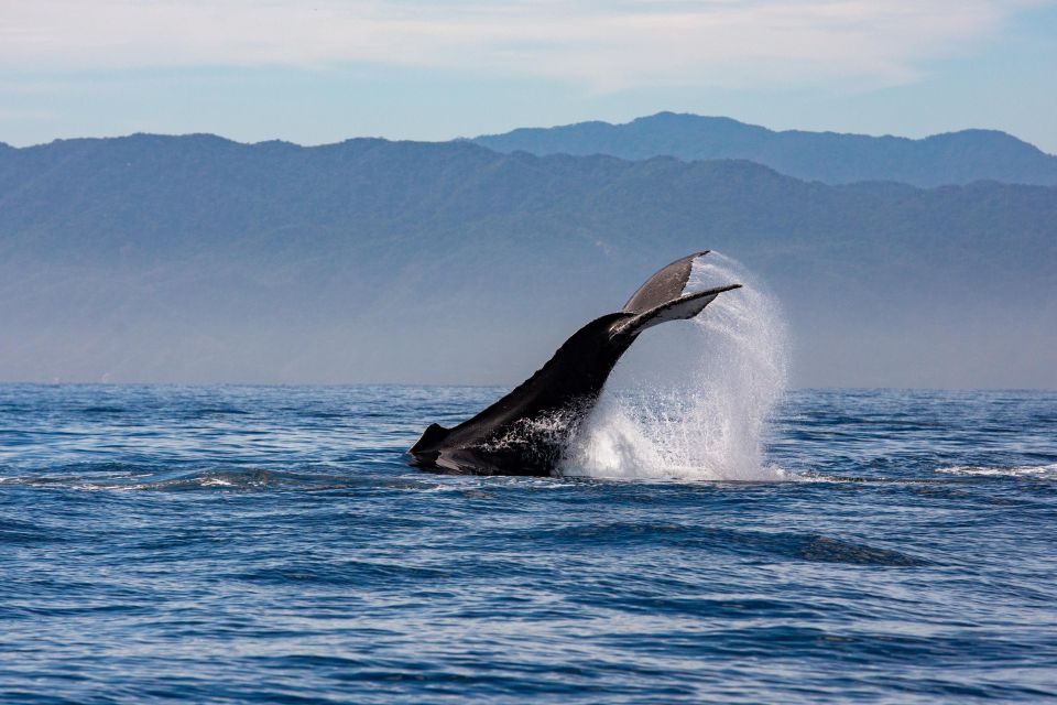 From Puerto Vallarta/Nuevo Vallarta: Whale Watching Cruise - Product Details