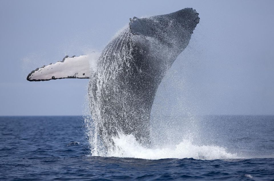 From Punta Cana: Full-Day Whale Watching - General Information