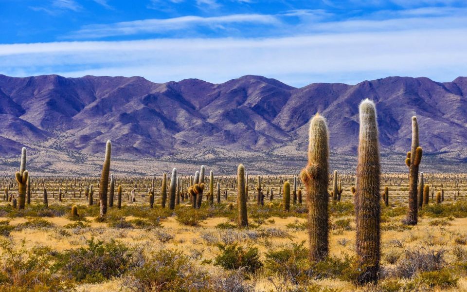 From Salta: Full-Day Tours of Cachi and Salinas Grandes - Customer Reviews