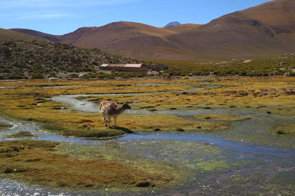 From San Pedro De Atacama: Geysers Del Tatio Half-Day Tour - Tour Review and Rating