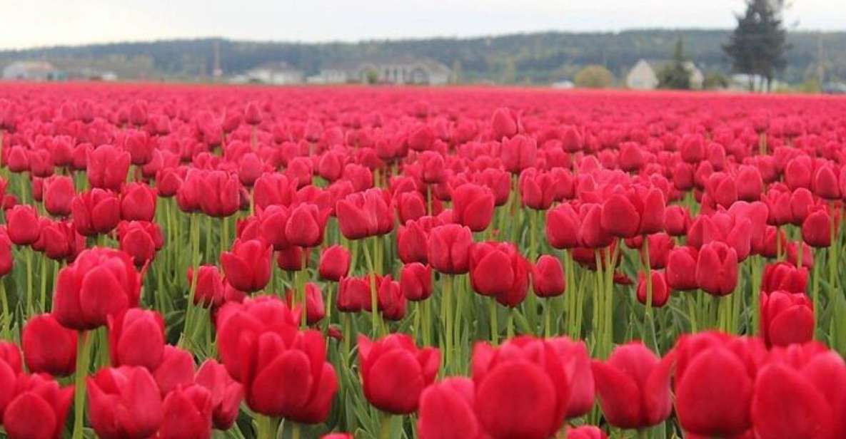 From Seattle:Tulip Festival at Skagit Valley and La Conner - Logistics