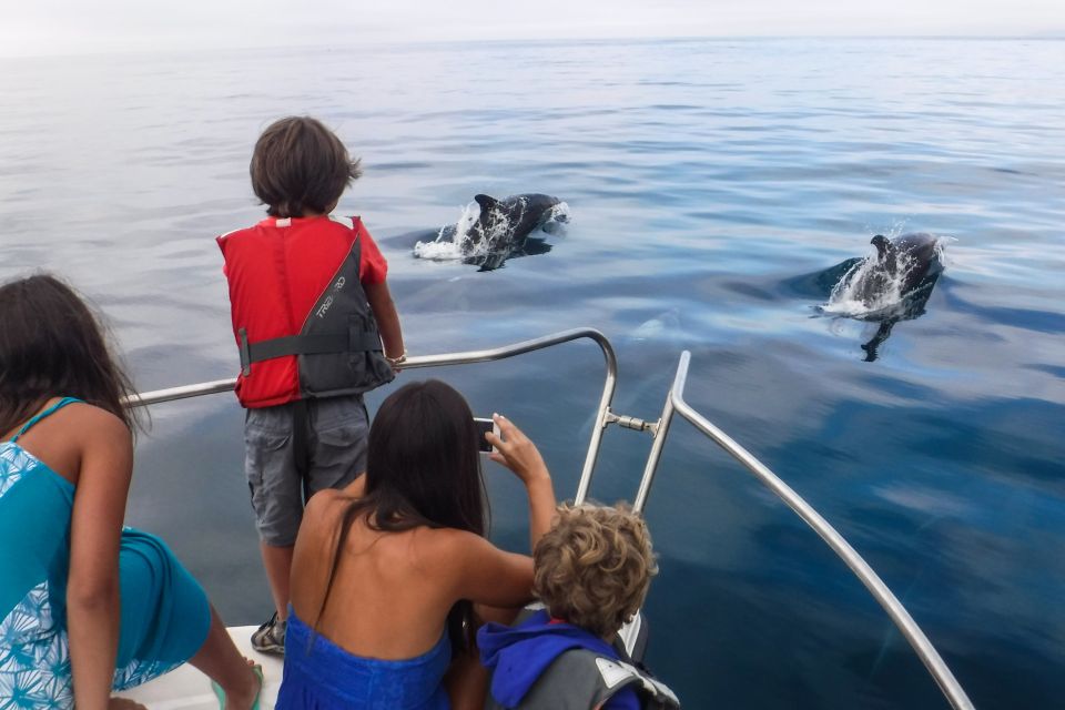 From Sesimbra: Arrábida Dolphin Watching Boat Tour - Payment and Reservation Options