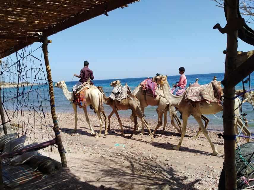 From Sharm: Dahab Day Trip With Desert Safari and Camel Ride - Hassle-Free Experience With Local Guide