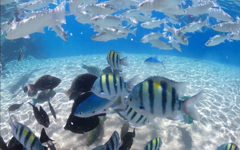 From Soma Bay and Makadi: Sharm El Naga Snorkeling Trip - Customer Reviews