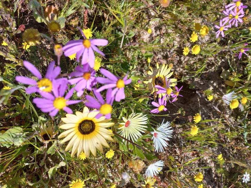 From Stellenbosch: Wildflower West Coast Guided Private Tour - Booking Details