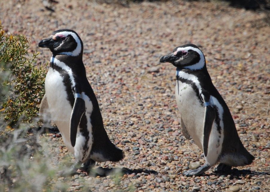 From Ushuaia: Penguin Watching Tour by Catamaran - Customer Reviews