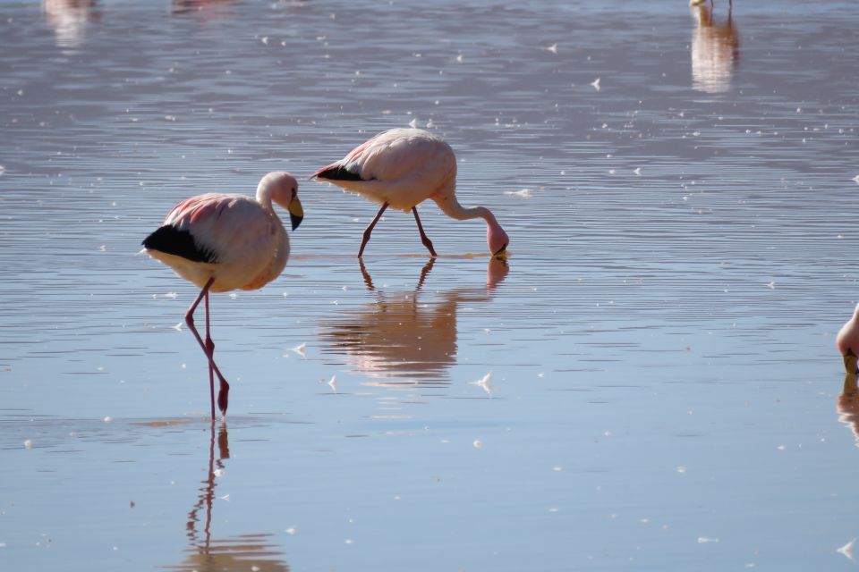 From Uyuni: Private Day Trip Laguna Colorada. - Additional Information