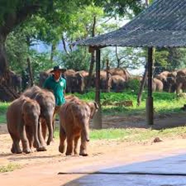 From:Galle/Mirissa Transfer to Ella With Udawalawe Safari - Destination Information