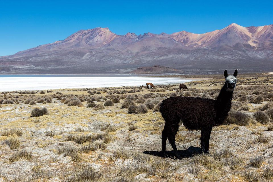 Full Day Excursion to the Salinas Lagoon Arequipa - Last Words