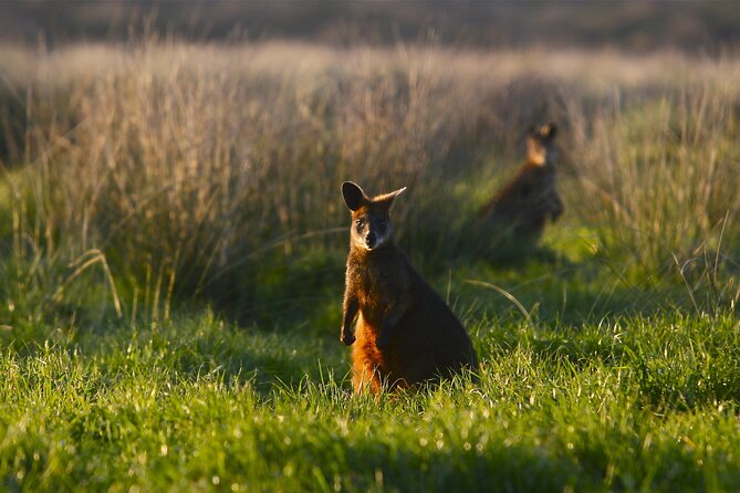 Full-Day Private Australian Wildlife Tour of Phillip Island - Additional Information and Contact Details