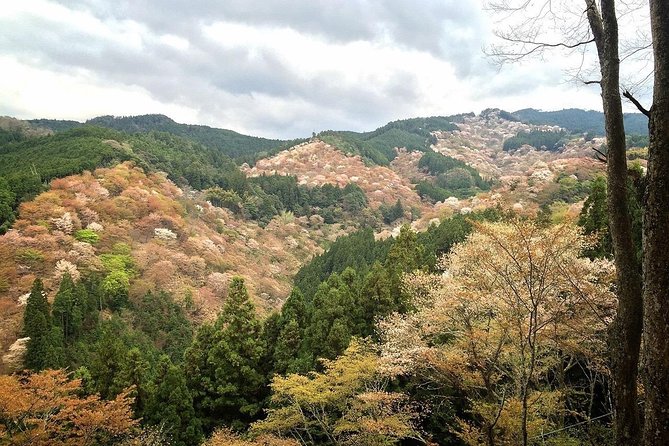 Full-Day Private Guided Tour in a Japanese Mountain: Yoshino, Nara - Tour Inclusions and Exclusions