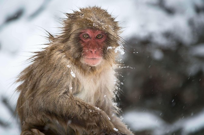 Full-Day Private Nagano Tour: Zenkoji Temple, Obuse, Jigokudani Monkey Park - Recommended Tour Guides