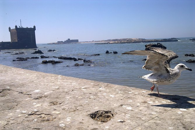 Full-Day Tour to Essaouira - the Ancient Mogador City From Marrakech - Customer Reviews