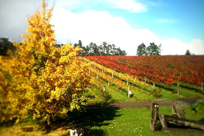 Full-Day Wine Tasting Tour in Auckland With 3-Course Vineyard Lunch - Pricing Details