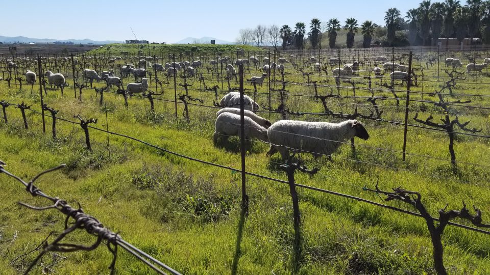 Full-Day Wine Tour to Napa & Sonoma 3 Tastings Included - Common questions