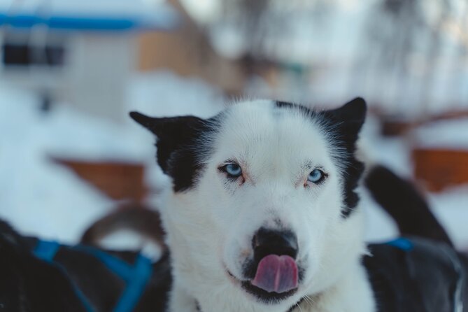 Fun & Easy Dog Sledding Adventure - Noon Tour - Cancellation Policy