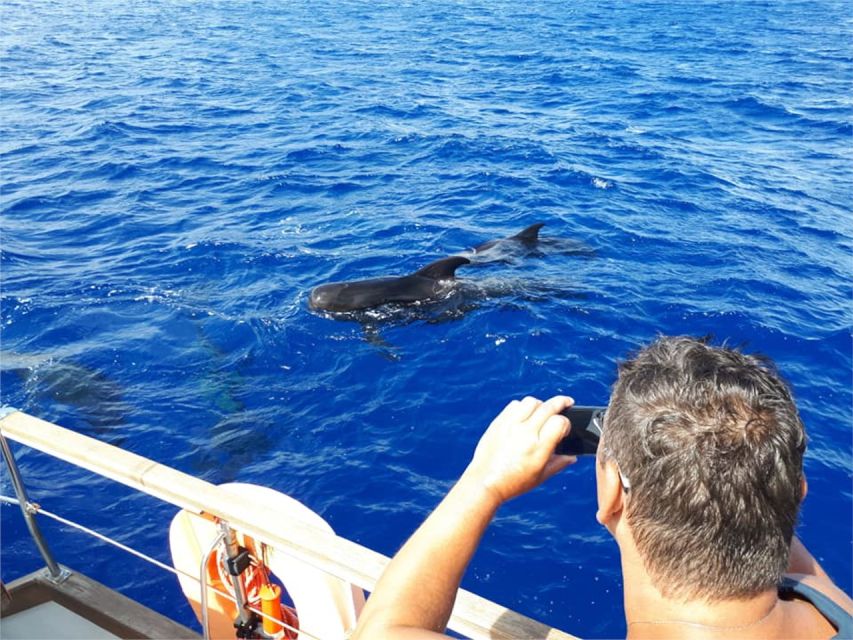 Funchal: Dolphin and Whale Watching Sailing Trip - Customer Reviews