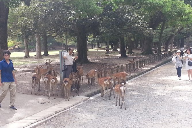 Fushimi Inari & Nara Highlights Tour - Booking and Pricing Info