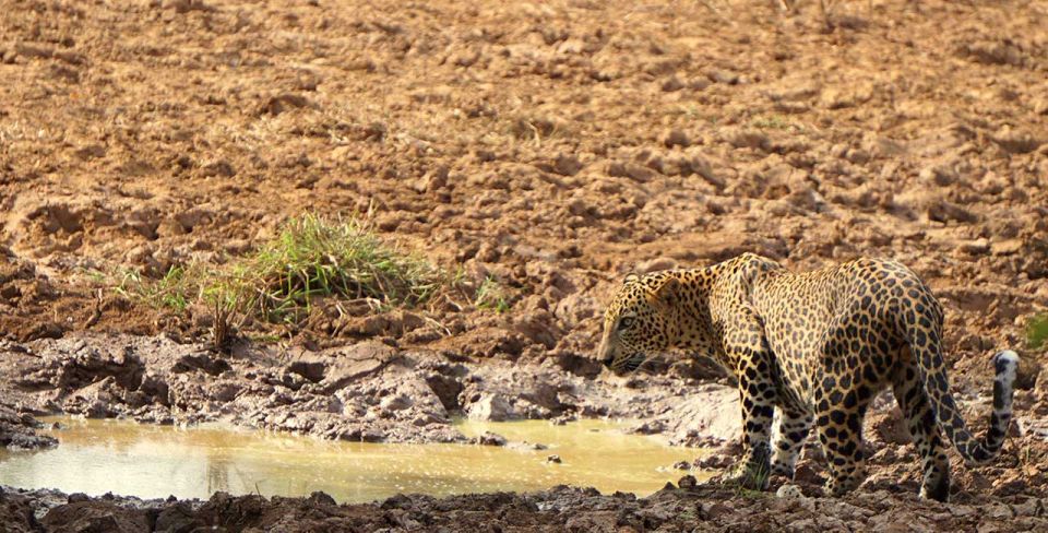 Galle/Mirissa: Yala & Udawalawe Safari Day Trip With Picnic - Location Details