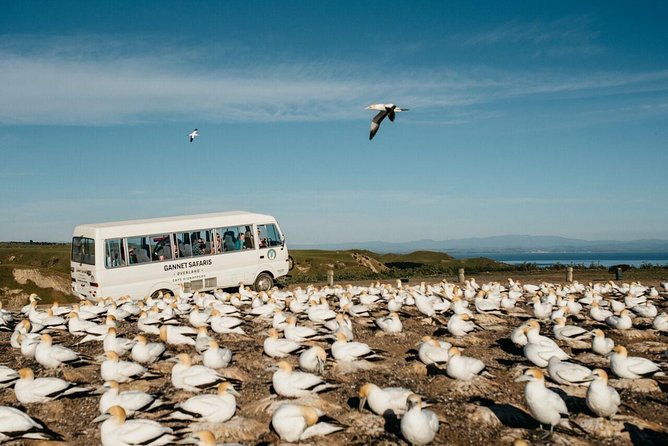 Gannet Safaris Overland Tour to Cape Kidnappers Gannet Colony - Common questions