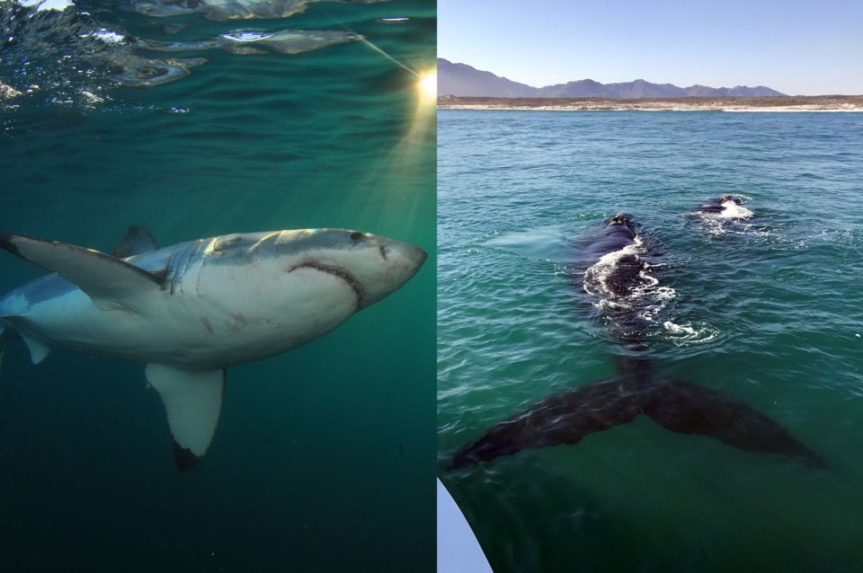 Gansbaai: Shark Dive & Whale Watching Combo Boat Trip - Common questions