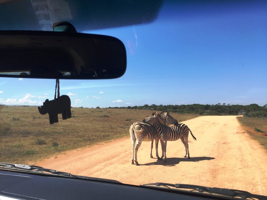 Garden Route and Addo Elephant National Park: 5-Day Safari - Day 4: Tsitsikamma to Addo Elephant National Park