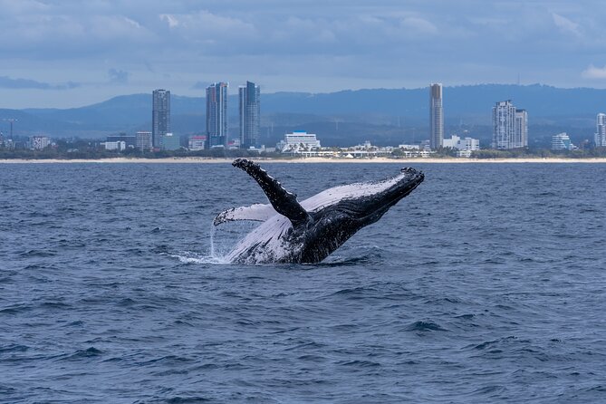 Gold Coast Whale Watching Cruise - Service Details